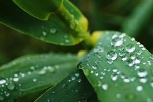 树叶 水滴 水 宏 雨 4k壁纸 3840x2160