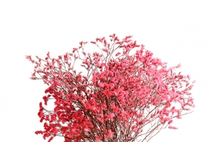 勿忘我干花