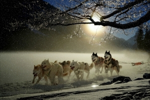 狗,哈士奇,冬天,寒冬,雪,雪橇狗赛跑,4K图片