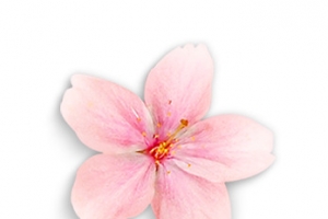 粉色花瓣