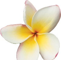 白色卡通可爱纯洁花朵