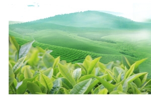 茶叶