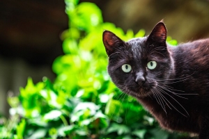 猫 一瞥 动物 4k壁纸 3840x2160