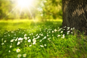 阳光明媚 绿草地 树鲜 花 车机风景壁纸横屏3200x2000