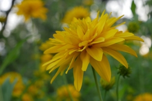 花 花瓣 植物 微距 黄色 4k壁纸 3840x2160