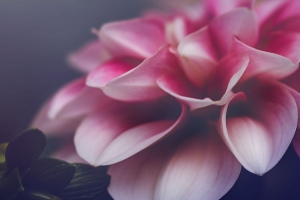 花 花瓣 叶子 粉红色 宏观 4k壁纸 3840x2160