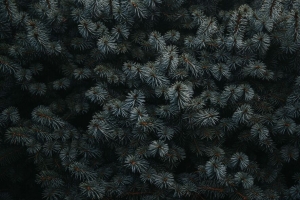 云杉 树枝 针 植物 深色 4k壁纸 3840x2160