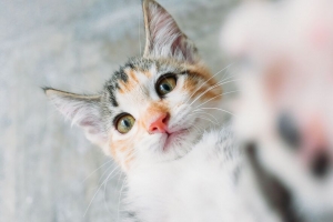 小猫 猫 自拍 4k壁纸 3840x2160