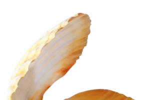 棕色扇贝珍珠高清PNG透明动植物动物设计素材免费下载