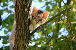 小猫 猫 树 可爱 有趣的 4k壁纸 3840x2160