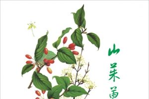 山茱萸