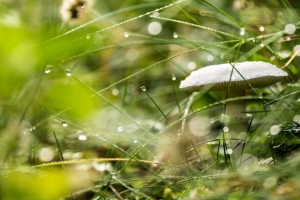 蘑菇 草 滴 雨 宏观 4k壁纸 3840x2160