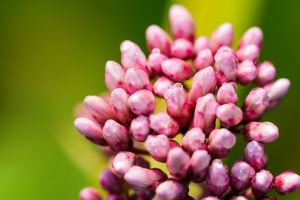 植物 芽 花 宏观 花序 4k壁纸 3840x2160
