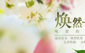 水果banner