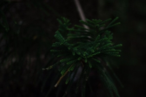 树枝 深色 绿色 植物 树 4k壁纸 3840x2160
