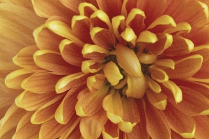 菊花 花 花瓣 微距 橙色 4k壁纸 3840x2160