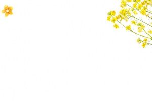 春季油菜花小清新装饰边框