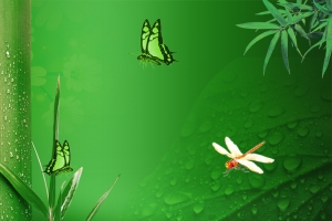 绿色夏季水珠竹子端午节主图背景