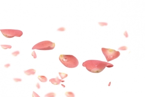 情人节玫瑰花瓣