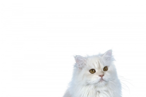 波斯猫免抠图