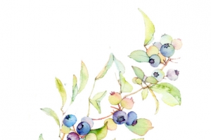 手绘水墨蓝莓插画
