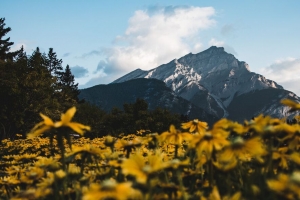 山 峰 花 风景 4k壁纸 3840x2160