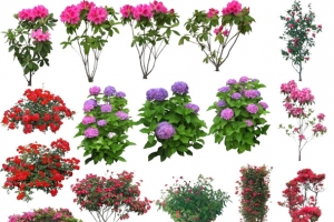 花卉图案素材