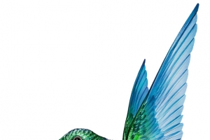 鸟鸟蜂鸟动物