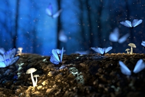 3840x2160 蝴蝶 蘑菇 森林 幻想 蓝色壁纸 背景