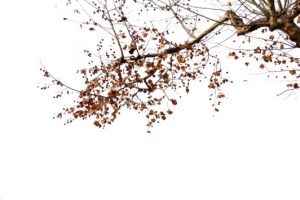 枯树 无叶