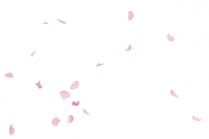 粉色简约一地花瓣素材
