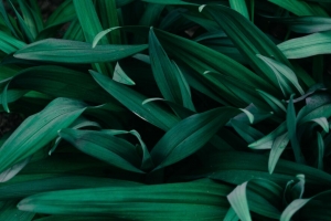 草 宏 绿色 植物 4k壁纸 3840x2160