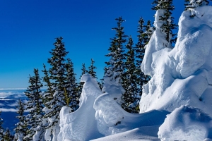 树 雪 雪堆 冬天 自然 4k壁纸 3840x2160
