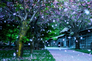 Kariya Park 公园风景3440x1440壁纸