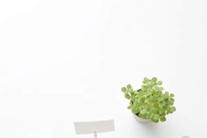 白色简约绿叶植物