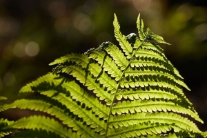 蕨类植物 宏 树枝 植物 4k壁纸 3840x2160