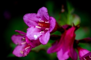  weigela 花 花瓣 花粉 宏观 4k壁纸 3840x2160