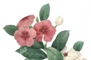 花 手绘 白色 红色 绿色