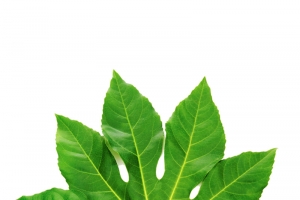 绿色无花果叶子高清PNG透明动植物设计素材免费下载