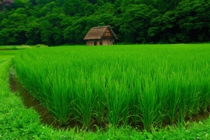 农村,水稻,房子,树,风景图片