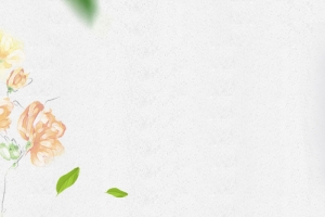 菊花茶简约白色海报背景banner