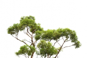 一棵常青松树