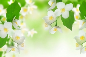 白色茉莉花,绿叶,春天,茉莉花背景图片