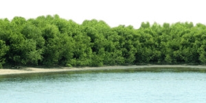 湖边森林