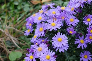 紫苑 花 植物 紫色 宏观 4k壁纸 3840x2160