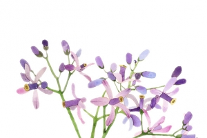 二十四番花信风-谷雨- 三候楝花