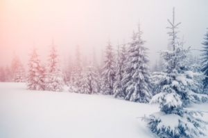 冬季阳光雪地树林