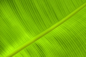 叶 叶脉 浮雕 植物 绿色 宏观 4k壁纸 3840x2160