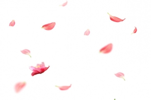 漂浮的花瓣