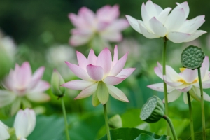 莲花瓣高清图片